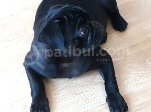 Mükemmel Anatomiye Sahip Yavru Pug