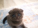 Anne Altından Scottish Fold Ve Scottish Straight Blue Yavrularımız