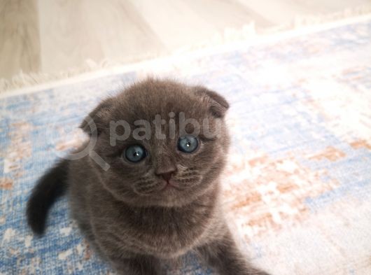 Anne Altından Scottish Fold Ve Scottish Straight Blue Yavrularımız görsel