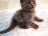 Anne Altından Scottish Fold Ve Scottish Straight Blue Yavrularımız