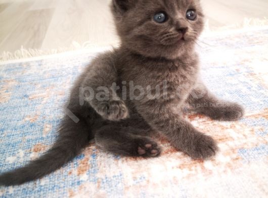Anne Altından Scottish Fold Ve Scottish Straight Blue Yavrularımız görsel