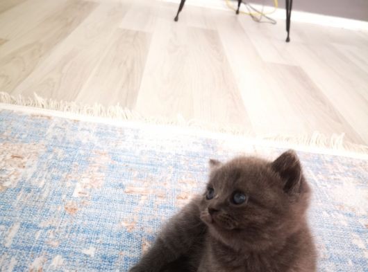 Anne Altından Scottish Fold Ve Scottish Straight Blue Yavrularımız görsel