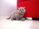 Anne Altından Scottish Fold Ve Scottish Straight Blue Yavrularımız