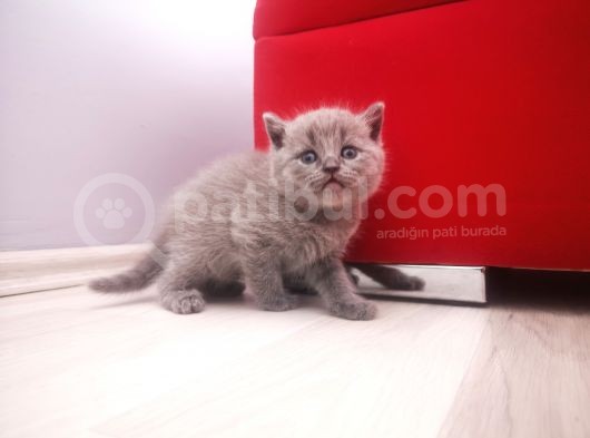 Anne Altından Scottish Fold Ve Scottish Straight Blue Yavrularımız görsel