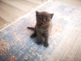 Anne Altından Scottish Fold Ve Scottish Straight Blue Yavrularımız