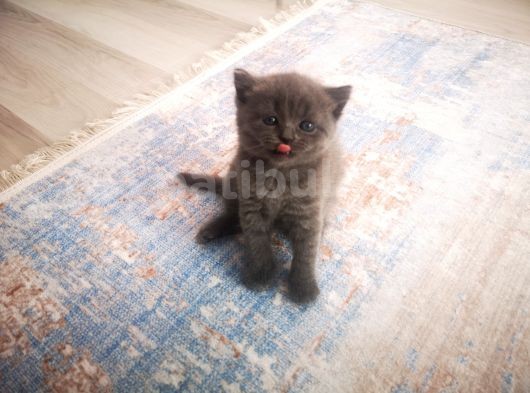 Anne Altından Scottish Fold Ve Scottish Straight Blue Yavrularımız görsel