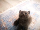 Anne Altından Scottish Fold Ve Scottish Straight Blue Yavrularımız