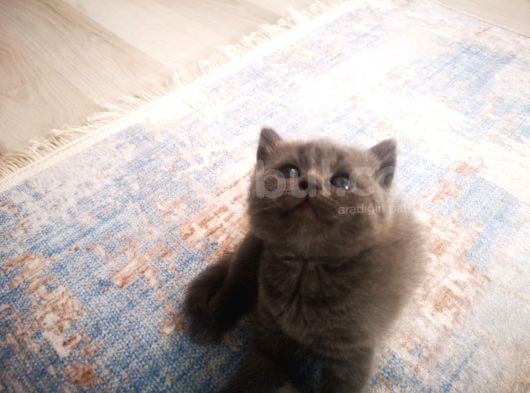 Anne Altından Scottish Fold Ve Scottish Straight Blue Yavrularımız görsel