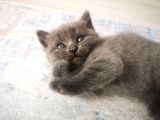 Anne Altından Scottish Fold Ve Scottish Straight Blue Yavrularımız