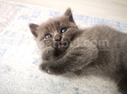 Anne Altından Scottish Fold Ve Scottish Straight Blue Yavrularımız görsel