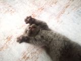 Anne Altından Scottish Fold Ve Scottish Straight Blue Yavrularımız