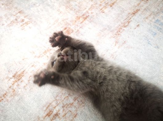 Anne Altından Scottish Fold Ve Scottish Straight Blue Yavrularımız görsel