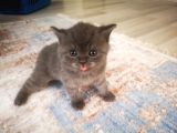 Anne Altından Scottish Fold Ve Scottish Straight Blue Yavrularımız
