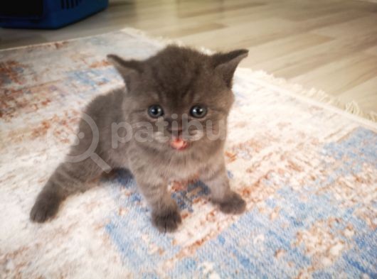 Anne Altından Scottish Fold Ve Scottish Straight Blue Yavrularımız görsel