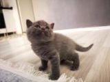 Anne Altından Scottish Fold Ve Scottish Straight Blue Yavrularımız
