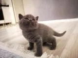 Anne Altından Scottish Fold ve Scottish Straight Blue Yavrularımız