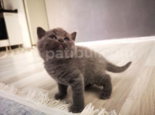 Anne Altından Scottish Fold Ve Scottish Straight Blue Yavrularımız görsel