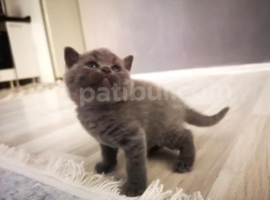 Anne Altından Scottish Fold Ve Scottish Straight Blue Yavrularımız