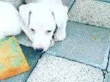 Mükemmel jack russel bebeklerimiz