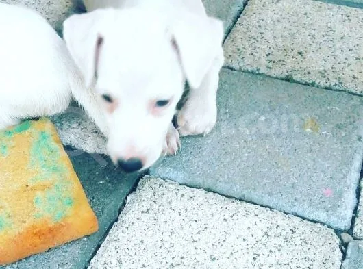 Mükemmel Jack Russel Bebeklerimiz