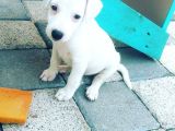 Mükemmel Jack Russel Bebeklerimiz