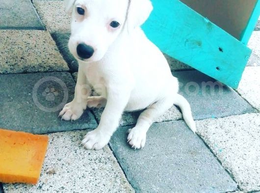Mükemmel Jack Russel Bebeklerimiz görsel