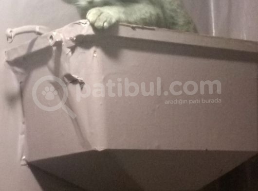 British Tatlı görsel