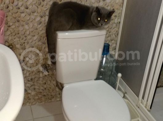 British Tatlı görsel