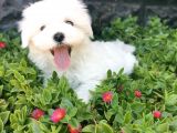 Mini Maltese Yavrumuz 