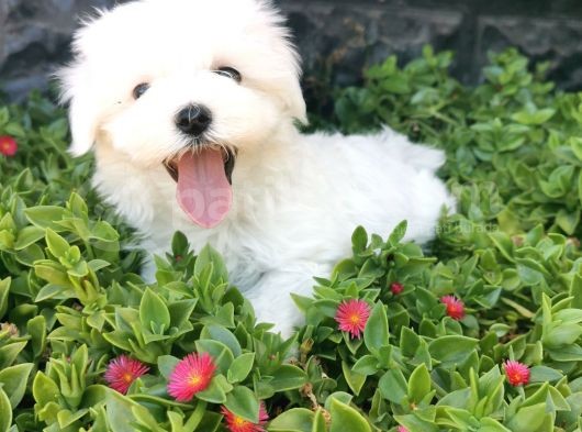 Mini Maltese Yavrumuz  görsel