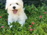 Mini Maltese Yavrumuz 