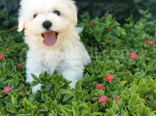 Mini Maltese Yavrumuz  görsel