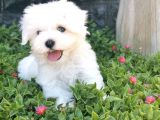 Mini Maltese Yavrumuz 