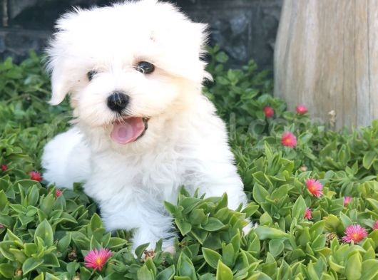 Mini Maltese Yavrumuz  görsel