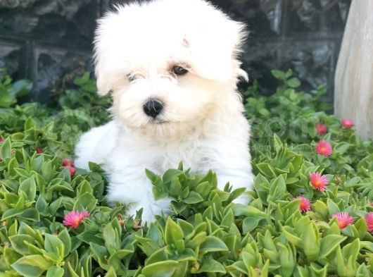 Mini Maltese Yavrumuz  görsel