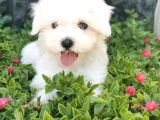 Mini Maltese Yavrumuz 