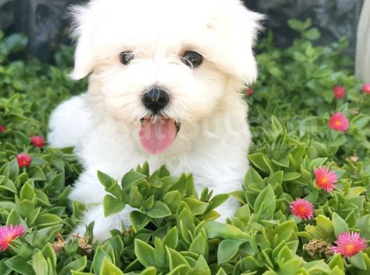 Mini Maltese Yavrumuz  görsel
