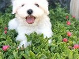 Mini Maltese Yavrumuz 
