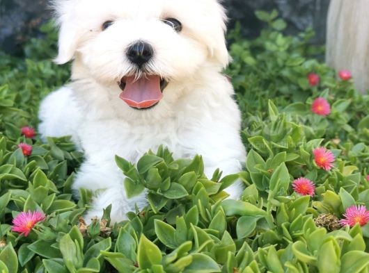 Mini Maltese Yavrumuz  görsel
