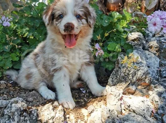Border Bebekler
