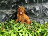 Toy Poodle Yavrular 