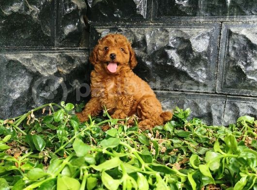 Toy Poodle Yavrular  görsel