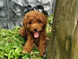 Toy Poodle Yavrular 