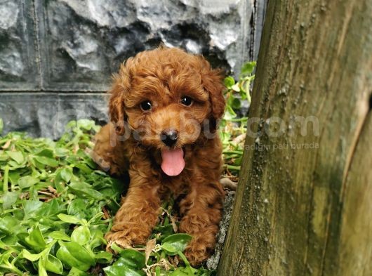 Toy Poodle Yavrular  görsel