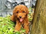 Toy Poodle Yavrular 