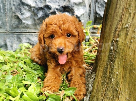 Toy Poodle Yavrular  görsel