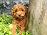 Toy Poodle Yavrular 