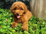 Toy Poodle Yavrular 