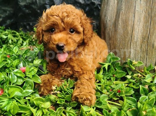 Toy Poodle Yavrular  görsel