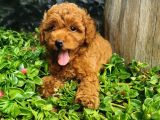 Toy Poodle Yavrular 